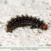 melitaea abbas turanchay larva6a